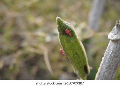 Two red hyaline grass bug are on an okra in close up