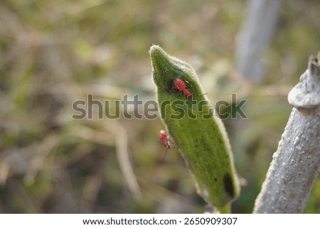 Two red hyaline grass bug are on an okra in close up