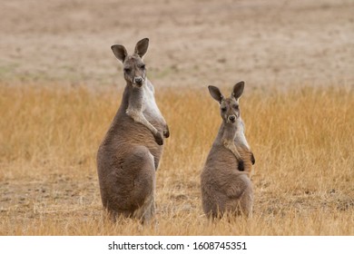 Two Red Kangaroos In The Australian Outback