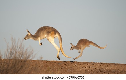 Two red kangaroos in the desert of outback Australia