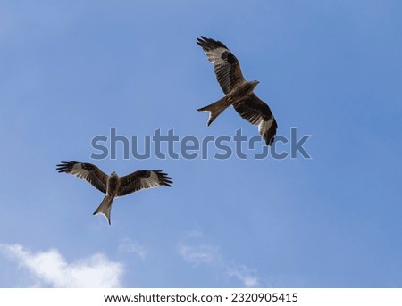 Two Red Kite birds of prey flying against a blue sky