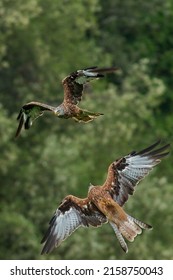 The Two Red Kites (milvus Milvus) In Flight