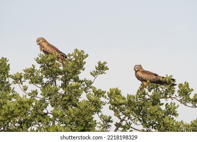 Two Red Kites Perched On A Tree Watching (Milvus Milvus)