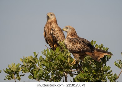  Two Red Kites Perched On A Tree (Milvus Milvus)