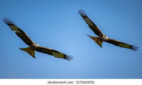 Two Red Kites In Tandem Flight