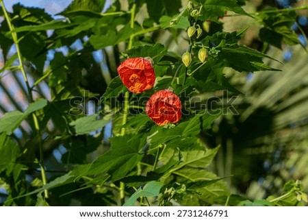 Two red lantern-shaped flowers Abutilon pictum (Abutilon striatum) also known as redvein abutilon, red vein Indian mallow, redvein flowering maple, Chinese-lantern with green leaves in background. 