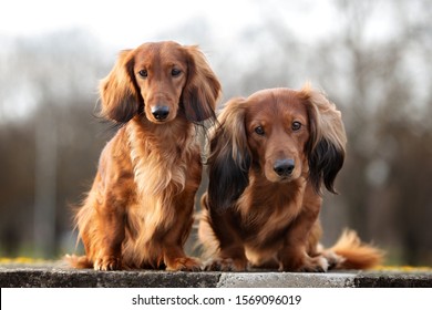 two red long haired dachshund dogs sitting together outdoors