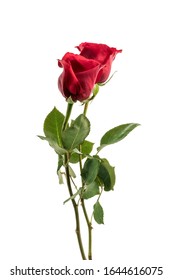 two red long stemmed roses isolated on white in vertical orientation