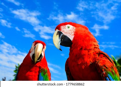 Two Red Macaw Parrots On The Branch