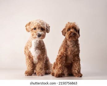 two red maltipoo on a beige background. curly dogs in photo studio. Maltese, poodle - Shutterstock ID 2150756863