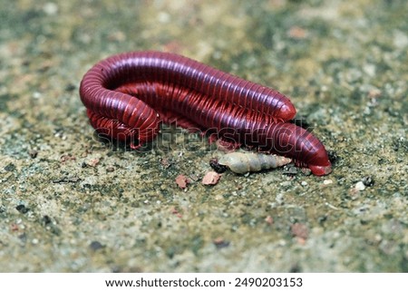 Two red millipededs (Centrobolus splendidus) mating on the ground.