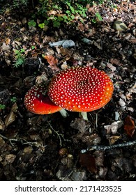 Two Red mushroom in autumn forest. Poisonous fungi white spotted red toadstool. Amanita muscaria, fly agaric.
