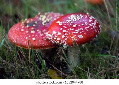 2 Red White Mushrooms Images Stock Photos Vectors Shutterstock