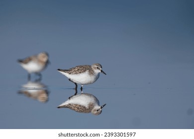 Two Red -necked Stints wading across flat blue water with perfect reflection