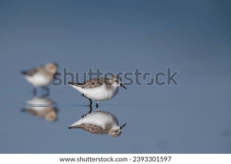 Two Red -necked Stints wading across flat blue water with perfect reflection