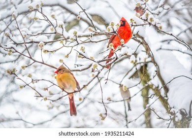 Two red northern cardinal couple, Cardinalis, birds perched on tree branch during heavy winter snow colorful in Virginia cherry flowers buds