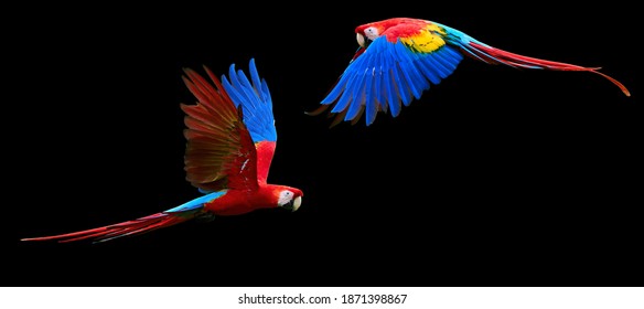 Two red parrots, isolated on black background. Bright red and blue south american parrots,  Ara macao, Scarlet Macaw, flying with outstretched wings, wild amazonian bird.