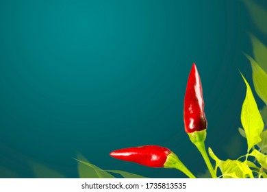 Two red peppers. For background