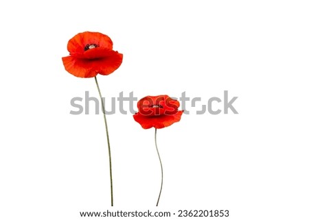 two red poppies flowers isolated on white background.