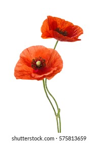 Two red poppies isolated on white background.