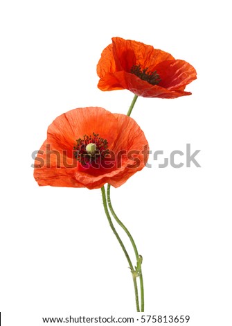 Two red poppies isolated on white background.