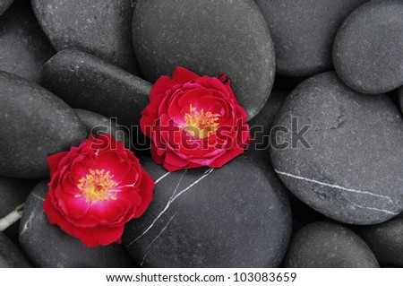 Two red rose on beach pebbles texture