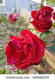 Two Red Roses During Blossom