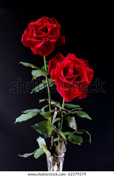 Two Red Roses On Crystal Vase Stock Photo Edit Now 62379379