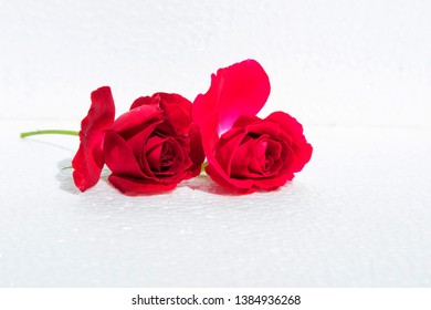 Two red roses and white backdrop