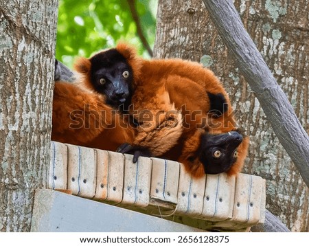 Two red ruffed lemurs rest side by side on a wooden platform nestled in tree branches, their striking fur contrasting against the leaves.