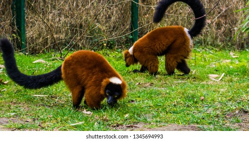 two red ruffed lemurs walking together in the grass, portrait of critically endangered monkeys from Madagascar