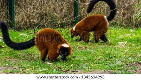 two red ruffed lemurs walking together in the grass, portrait of critically endangered monkeys from Madagascar