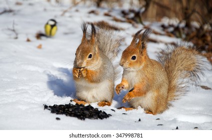 Two Red Squirrels And Bird