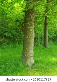 Two red squirrels climbing up a tree trunk with a lush green meadow in the background. A vivid nature scene showing the agility and playfulness of native wildlife.