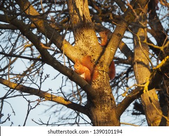 Two Red Squirrels On A Tree