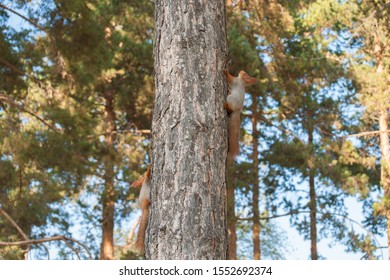 Two Red Squirrels On The Tree In Autumn Park