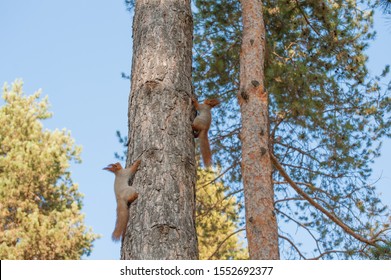 Two Red Squirrels On The Tree In Autumn Park