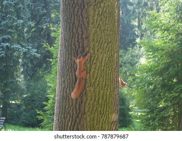 Two Red Squirrels On The Tree