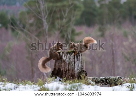 Similar – Image, Stock Photo Squirrel with 2 hazelnuts in mouth