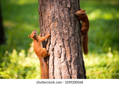 Two Red Squirrels Play On The Tree.