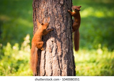 Two Red Squirrels Play On The Tree.