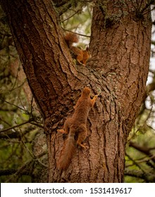 Two Red Squirrels Playing Chase Up A Tree