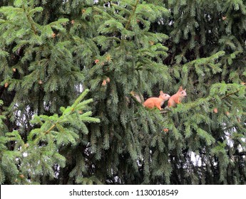 Two Red Squirrels  Sitting On A Branch Of Spruce