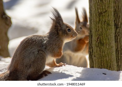 Two Red Squirrels And Sun Light