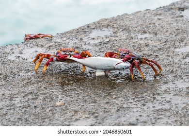 Two Red Stone Crabs (Grapsus Adscensionis) Drag A Dead Fish. Canary Islands. Tenerife. Spain.