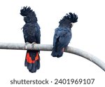 Two Red tailed Black Cockatoos sitting on a lamp post with a high key background in Mission Beach in tropical Queensland, Australia.