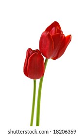 Two red tulips isolated on white  background. 
