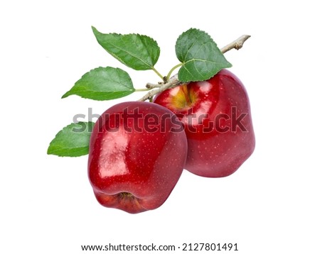 Two red washington apples with green leaves hang on branch tree isolated on white background.