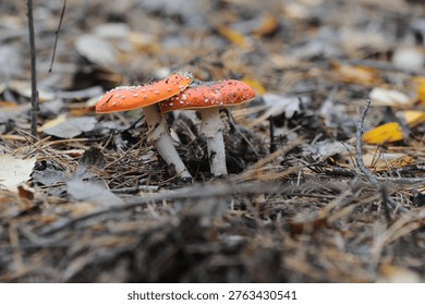 Two Red and White Fly Agaric Mushrooms on Forest Floor