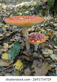 Two Red And White Spotty Toadstools Surrounded By Leaves